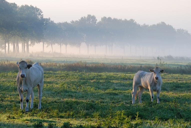 ENE-20100812-0587.jpg - Moostdijk, Ospeldijk